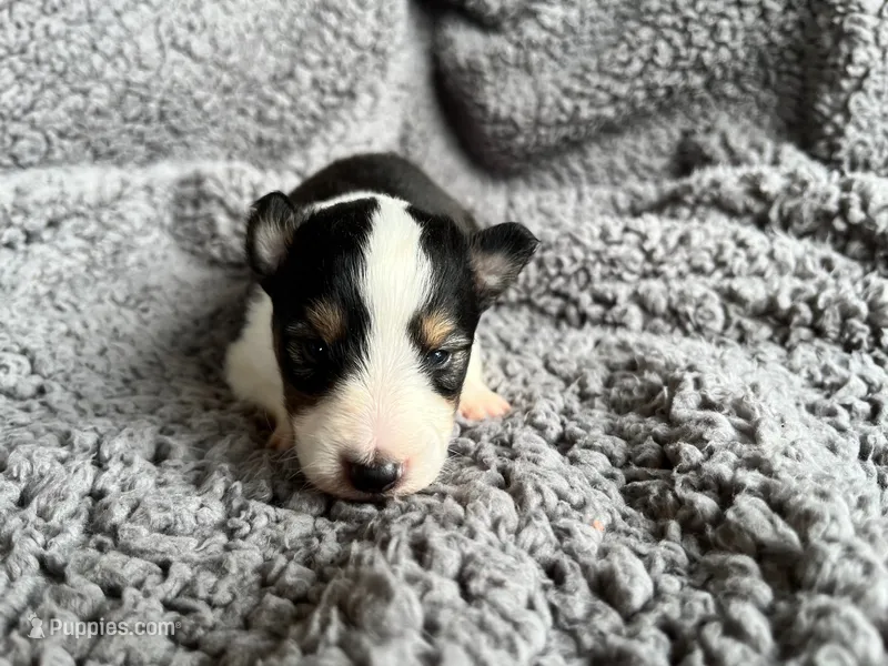 Spruce – Shetland Sheepdog puppy for sale in Kingsport, TN
