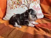 Truffle Toy Size, a female Miniature Schnauzer for sale in Kingsport, TN – 4 of 8