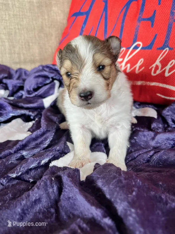 Dolley Madison- Toy – Shetland Sheepdog puppy on hold in Kingsport, TN