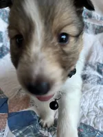 Toy Size ‘Aspen’, a male Shetland Sheepdog for sale in Kingsport, TN – 6 of 7