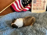 Dolley Madison- Toy, a female Shetland Sheepdog for sale in Kingsport, TN – 7 of 9