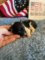 Betsy Ross- Toy, a female Shetland Sheepdog for sale in Kingsport, TN – 3 of 9