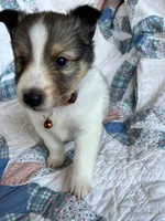 Toy Size ‘Cedar’, a male Shetland Sheepdog for sale in Kingsport, TN – 2 of 8