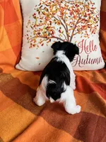 Oreo, a male Miniature Schnauzer for sale in Kingsport, TN – 3 of 9