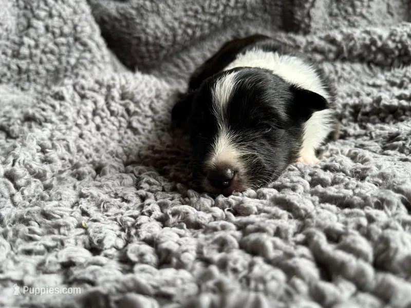 Birch – Shetland Sheepdog puppy for sale in Kingsport, TN