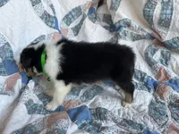 Toy Size ‘Spruce’, a male Shetland Sheepdog for sale in Kingsport, TN – 6 of 10