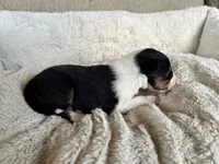 Spruce, a male Shetland Sheepdog for sale in Kingsport, TN – 4 of 8