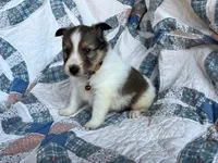 Toy Size ‘Cedar’, a male Shetland Sheepdog for sale in Kingsport, TN – 8 of 8
