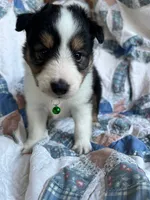 Toy Size ‘Spruce’, a male Shetland Sheepdog for sale in Kingsport, TN – 2 of 10