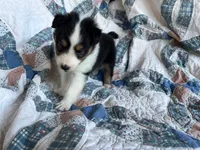 Toy Size ‘Spruce’, a male Shetland Sheepdog for sale in Kingsport, TN – 4 of 10