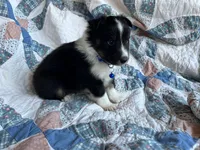Toy Size ‘Birch’, a male Shetland Sheepdog for sale in Kingsport, TN – 4 of 7