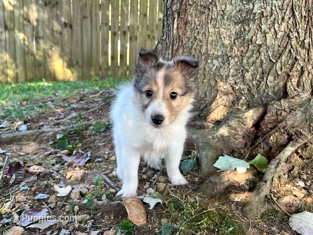 Toy Size ‘Aspen’ – Shetland Sheepdog puppy for sale in Kingsport, TN