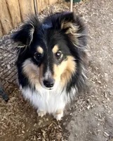 Betsy Ross- Toy, a female Shetland Sheepdog for sale in Kingsport, TN – 9 of 9