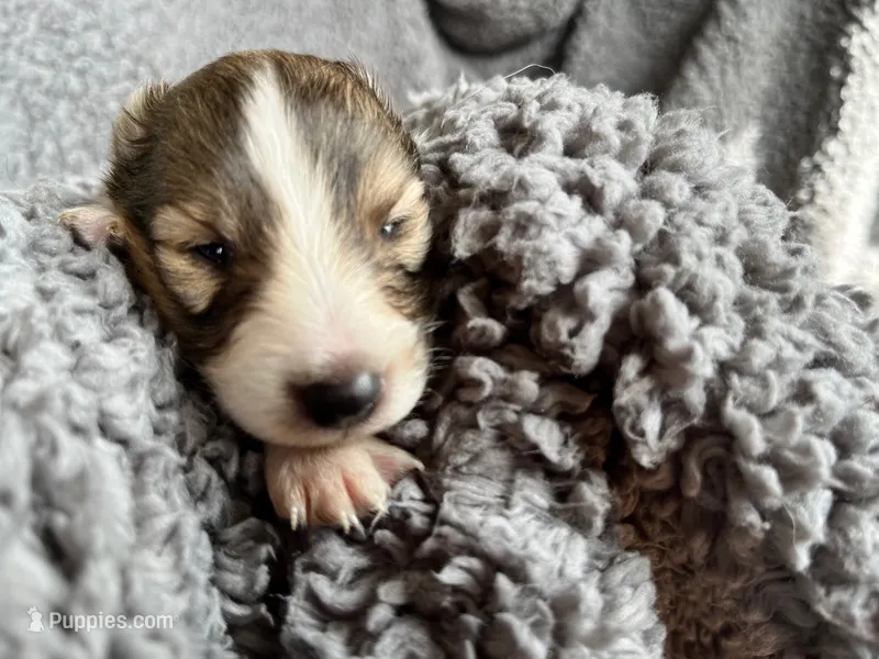 Aspen – Shetland Sheepdog puppy for sale in Kingsport, TN