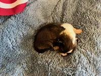 Molly Pitcher - Toy, a female Shetland Sheepdog for sale in Kingsport, TN – 6 of 8