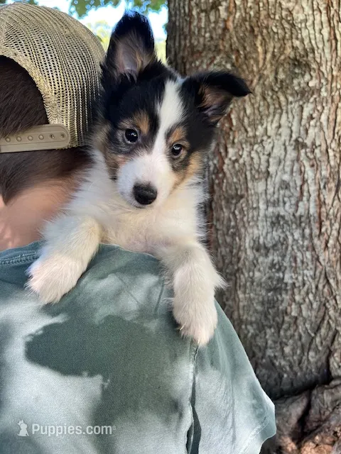 Toy Size ‘Spruce’ – Shetland Sheepdog puppy for sale in Kingsport, TN