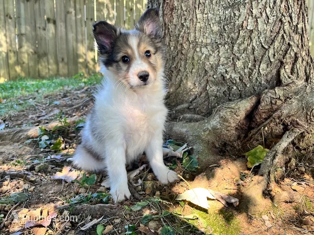 Toy Size ‘Cedar’ – Shetland Sheepdog puppy for sale in Kingsport, TN