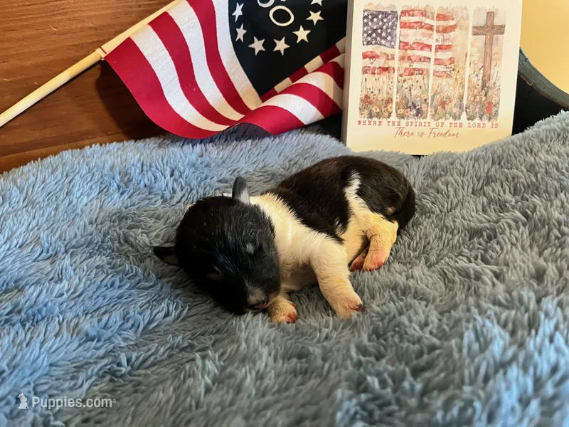 Betsy Ross- Toy – Shetland Sheepdog puppy for sale in Kingsport, TN