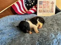 Betsy Ross- Toy, a female Shetland Sheepdog for sale in Kingsport, TN – 1 of 9
