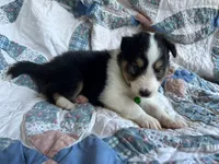 Toy Size ‘Spruce’, a male Shetland Sheepdog for sale in Kingsport, TN – 8 of 10