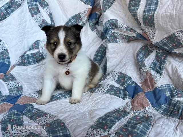 Cedar – Shetland Sheepdog puppy for sale in Kingsport, TN