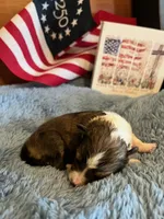 Molly Pitcher - Toy, a female Shetland Sheepdog for sale in Kingsport, TN – 3 of 8