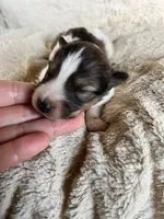 Cedar, a male Shetland Sheepdog for sale in Kingsport, TN – 6 of 8