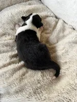 Spruce, a male Shetland Sheepdog for sale in Kingsport, TN – 7 of 8