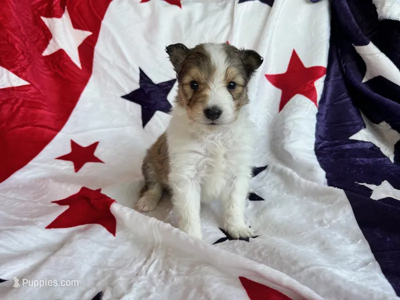 Dolley Madison- Toy – Shetland Sheepdog puppy on hold in Kingsport, TN