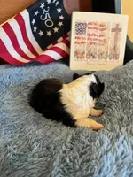 Betsy Ross- Toy, a female Shetland Sheepdog for sale in Kingsport, TN – 2 of 9