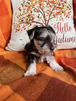 Truffle Toy Size, a female Miniature Schnauzer for sale in Kingsport, TN – 7 of 8