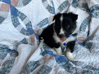 Toy Size ‘Birch’, a male Shetland Sheepdog for sale in Kingsport, TN – 6 of 7