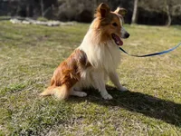 Betsy Ross- Toy, a female Shetland Sheepdog for sale in Kingsport, TN – 8 of 9