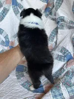 Toy Size ‘Birch’, a male Shetland Sheepdog for sale in Kingsport, TN – 7 of 7