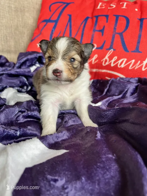 Molly Pitcher - Toy – Shetland Sheepdog puppy for sale in Kingsport, TN