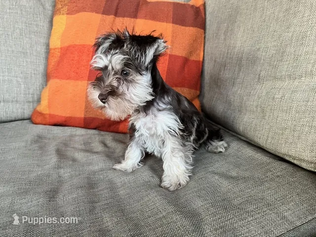 Truffle Toy Size – Miniature Schnauzer puppy for sale in Kingsport, TN
