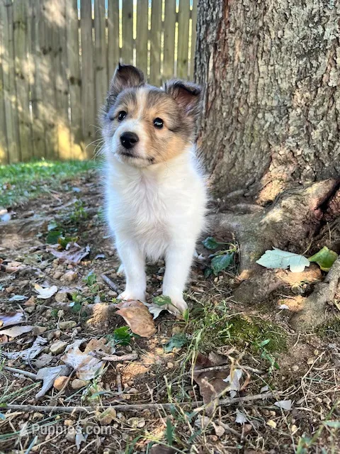 Toy Size ‘Aspen’ – Shetland Sheepdog puppy for sale in Kingsport, TN