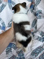 Toy Size ‘Cedar’, a male Shetland Sheepdog for sale in Kingsport, TN – 5 of 8