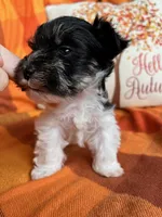 Oreo, a male Miniature Schnauzer for sale in Kingsport, TN – 2 of 9