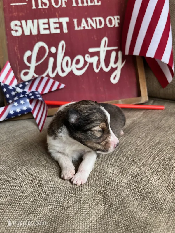 Molly Pitcher - Toy – Shetland Sheepdog puppy for sale in Kingsport, TN