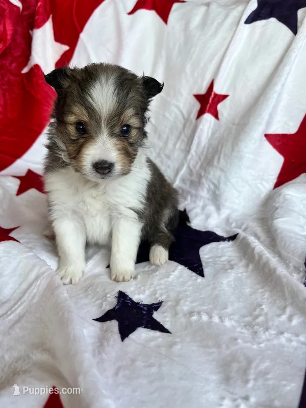 Molly Pitcher - Toy – Shetland Sheepdog puppy for sale in Kingsport, TN