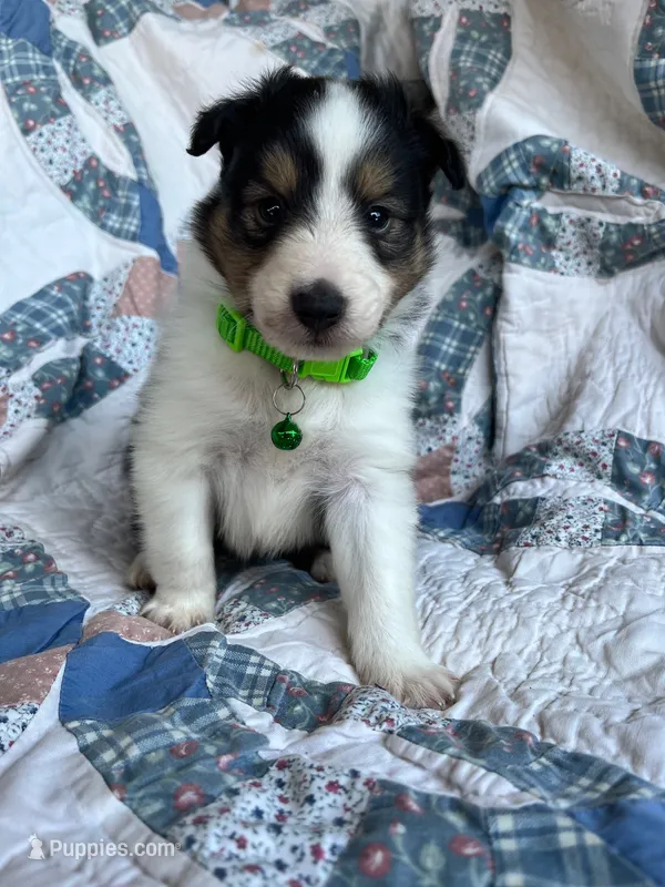 Spruce – Shetland Sheepdog puppy for sale in Kingsport, TN