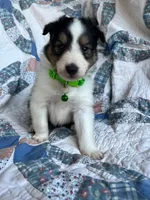 Toy Size ‘Spruce’, a male Shetland Sheepdog for sale in Kingsport, TN – 1 of 10