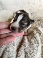 Cedar, a male Shetland Sheepdog for sale in Kingsport, TN – 3 of 8