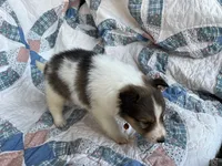 Toy Size ‘Cedar’, a male Shetland Sheepdog for sale in Kingsport, TN – 4 of 8