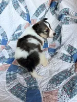 Toy Size ‘Cedar’, a male Shetland Sheepdog for sale in Kingsport, TN – 7 of 8