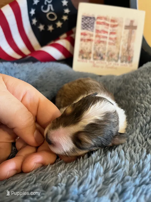 Dolley Madison- Toy – Shetland Sheepdog puppy on hold in Kingsport, TN