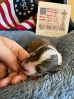 Dolley Madison- Toy, a female Shetland Sheepdog for sale in Kingsport, TN – 1 of 9