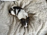 Cedar, a male Shetland Sheepdog for sale in Kingsport, TN – 2 of 8