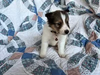 Toy Size ‘Cedar’, a male Shetland Sheepdog for sale in Kingsport, TN – 6 of 8